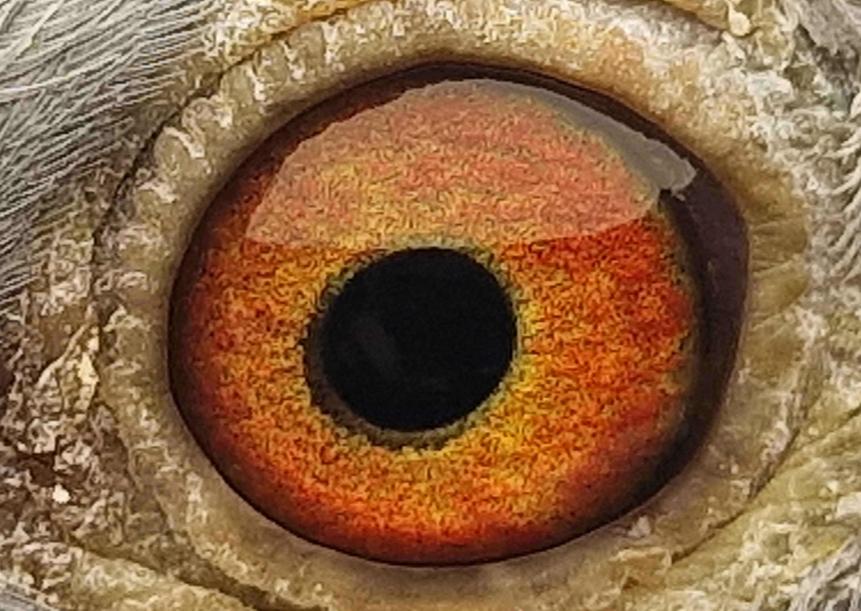 Pigeon eye